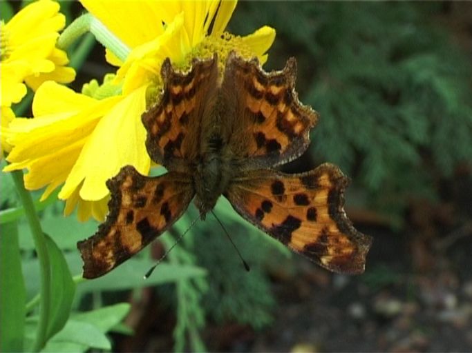 C-Falter ( Polygonia c-album ), und Hoher Sonnenhut : Moers, in unserem Garten, 09.07.2008